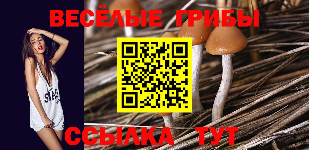 Псилоцибиновые грибы Psilocybe Канаш